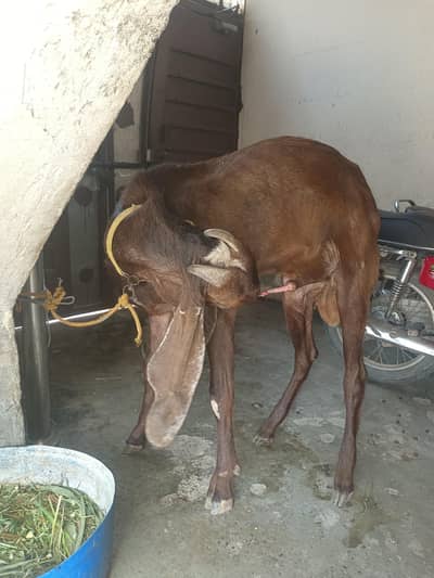 Desi bakra