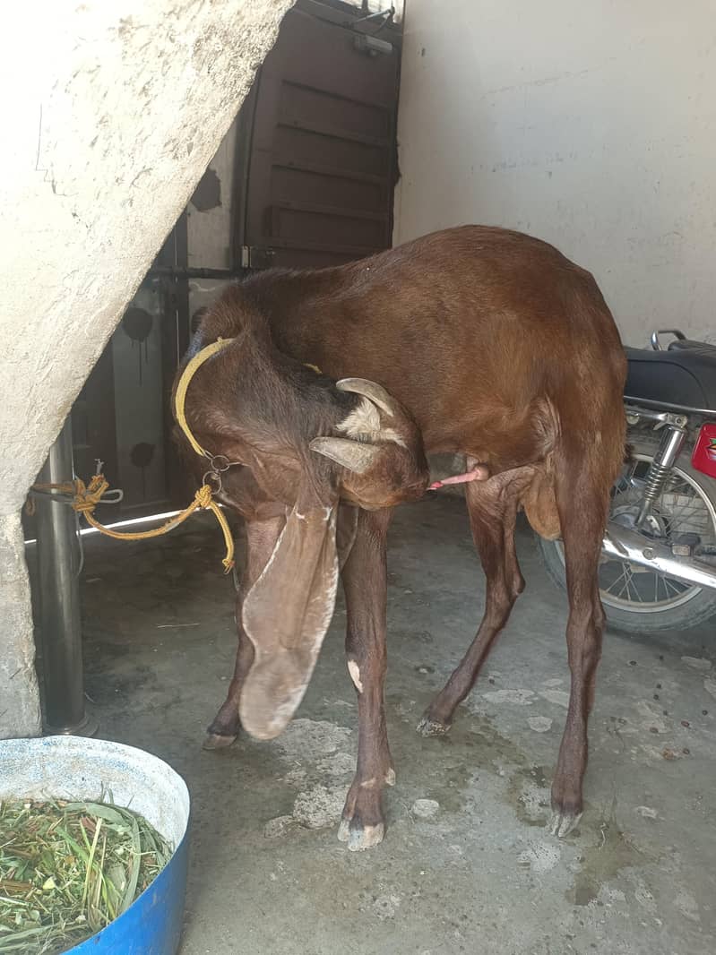 Desi bakra 0