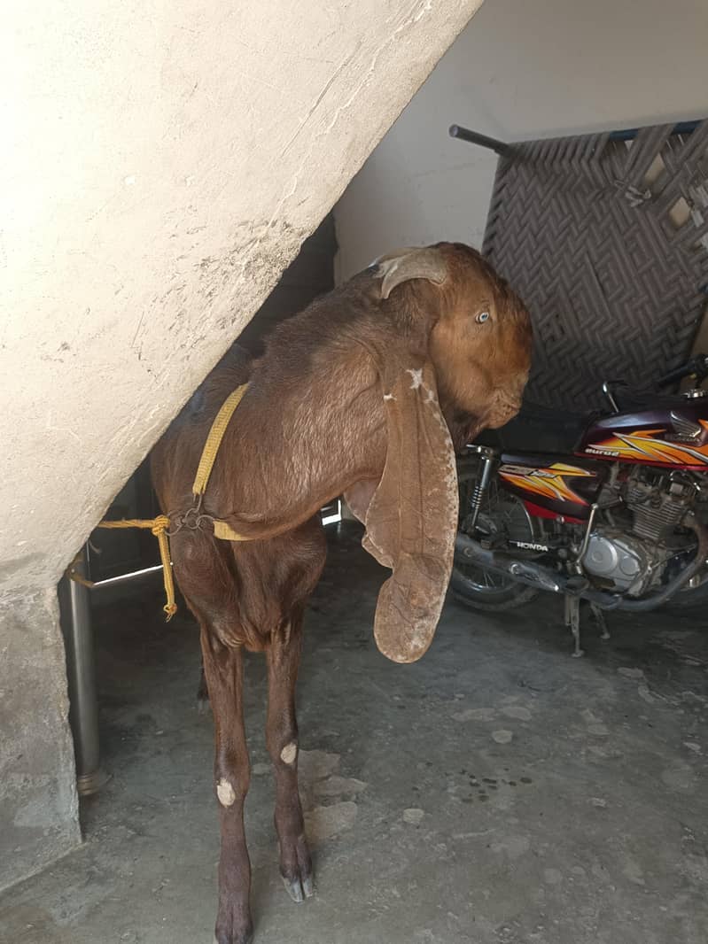 Desi bakra 1