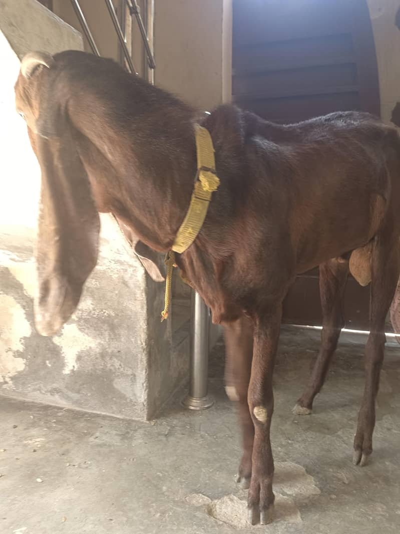 Desi bakra 2