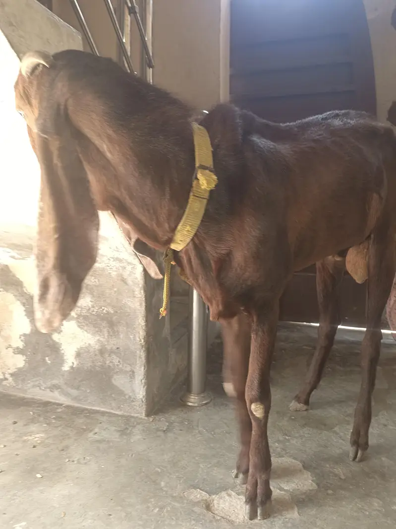 Desi bakra — photo 3