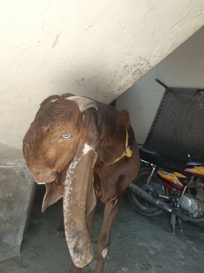Desi bakra 3