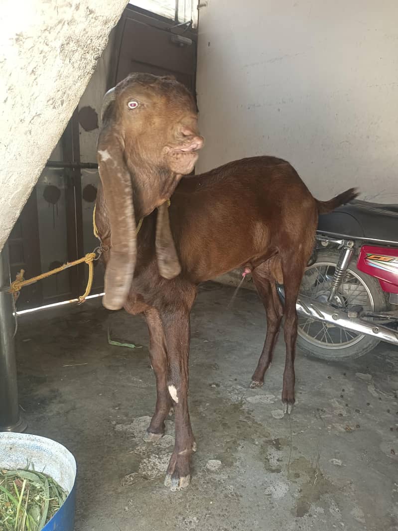 Desi bakra 4
