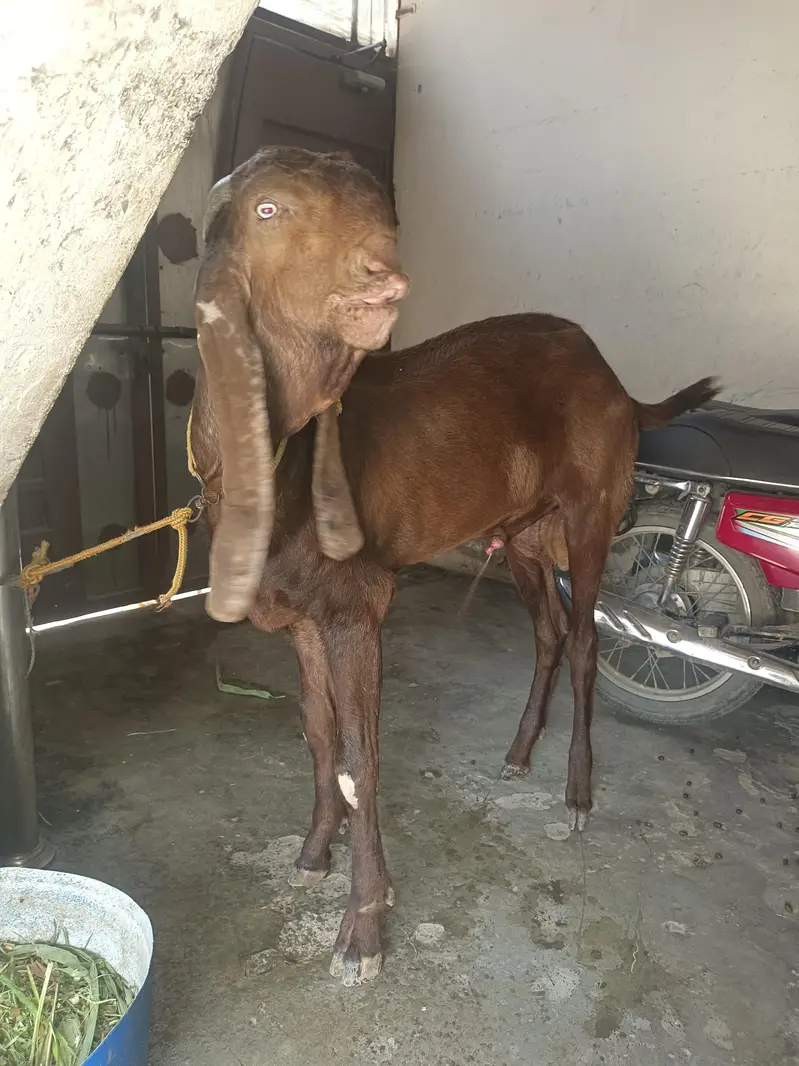 Desi bakra — photo 5