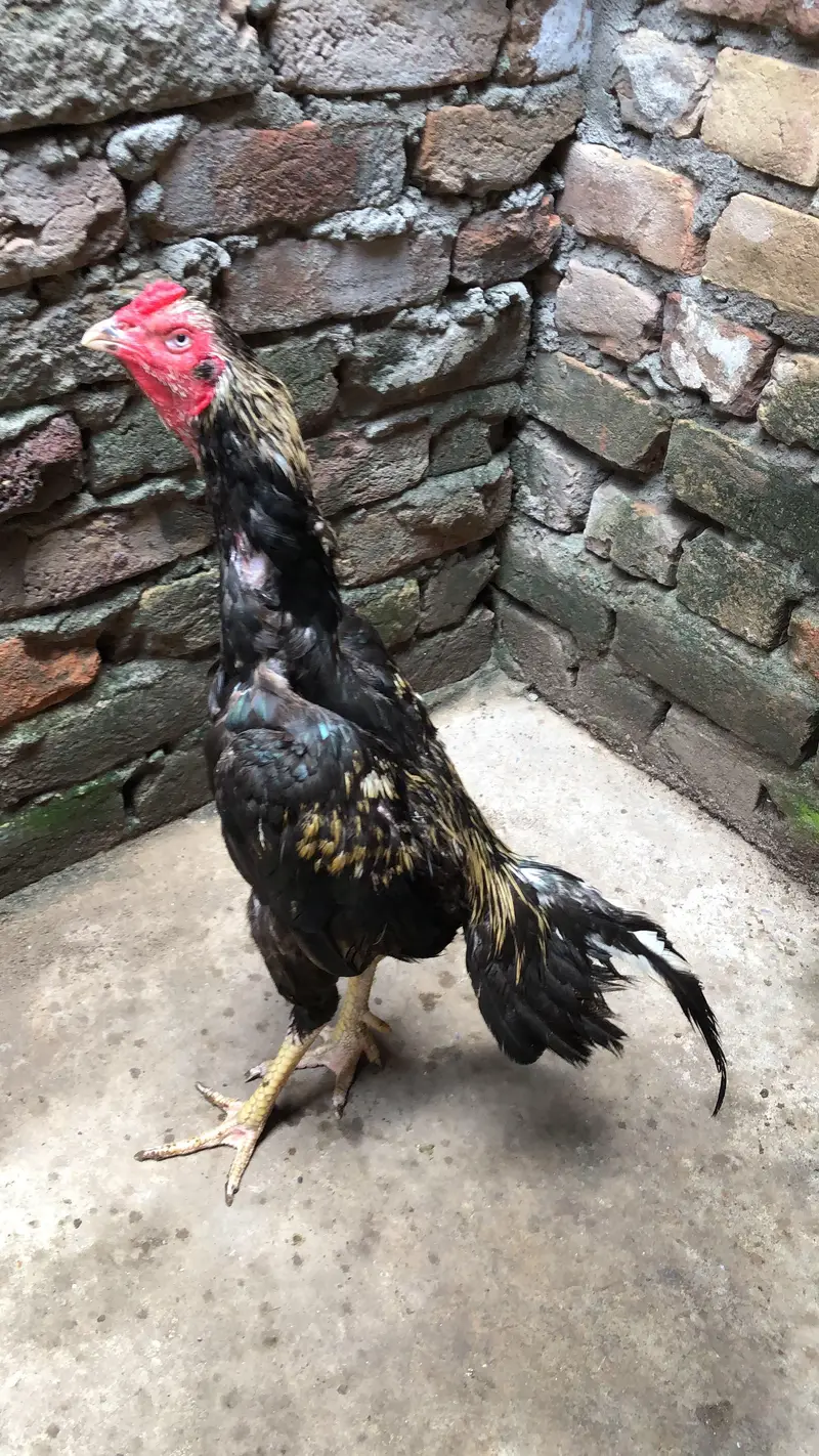 Muska Topla patha available — photo 4