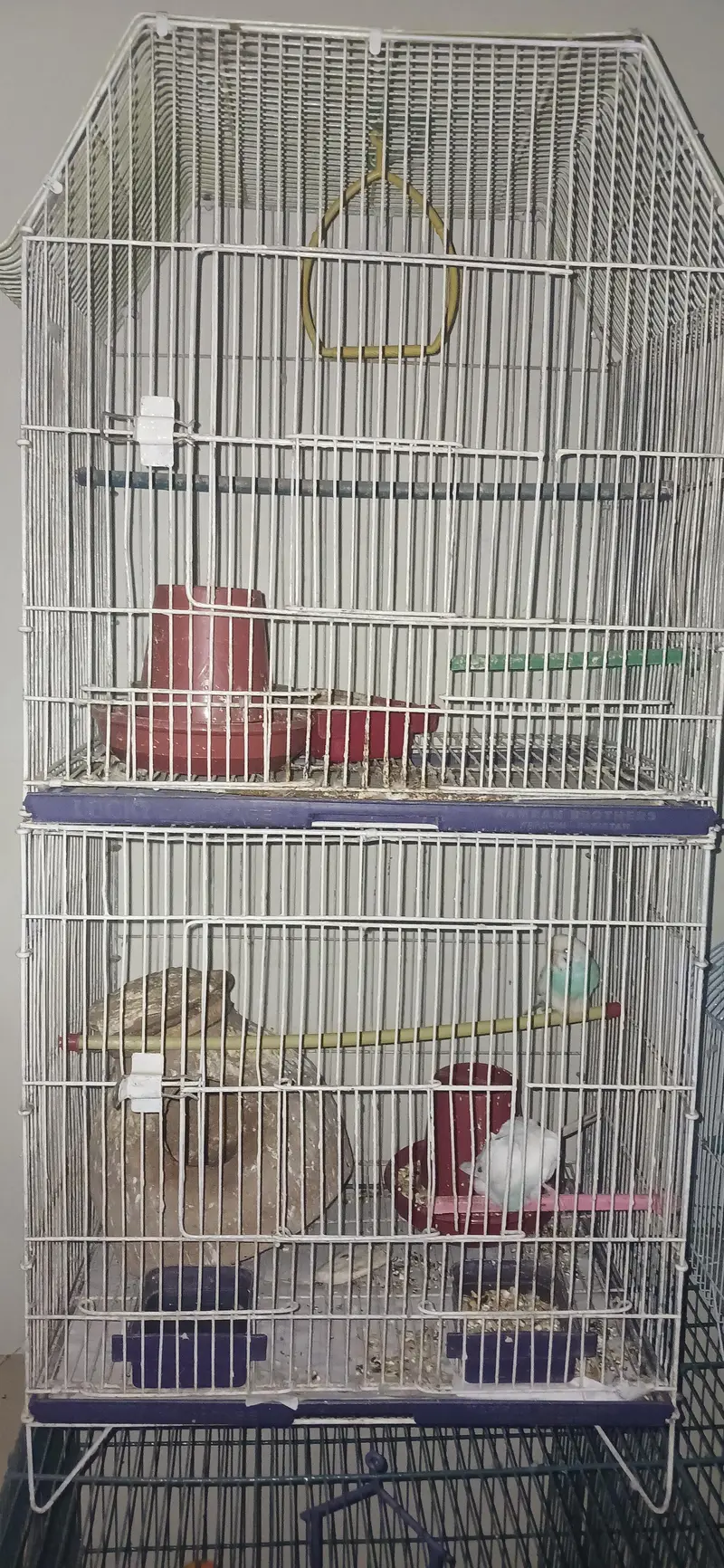 Birds setup for sale — photo 4
