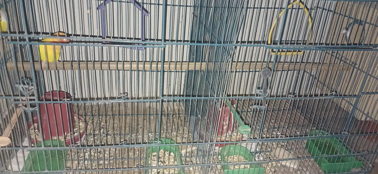 Birds setup for sale — photo 3