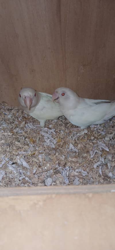 Birds setup for sale