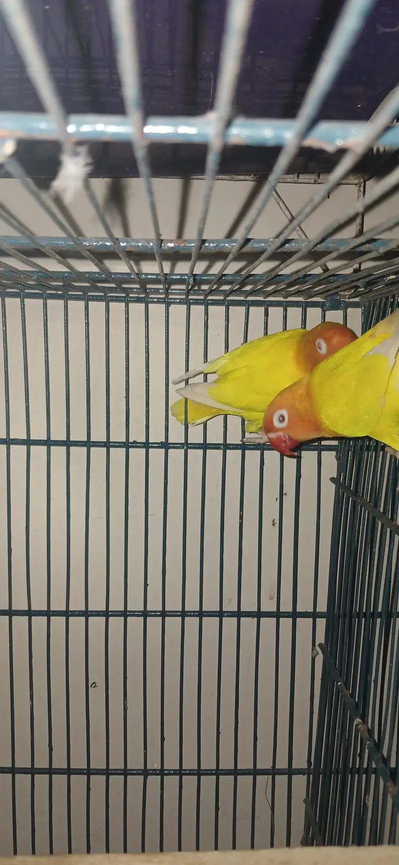 Birds setup for sale — photo 5