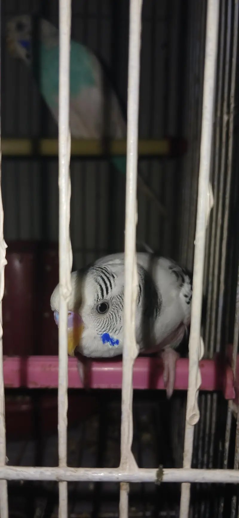 Birds setup for sale — photo 2