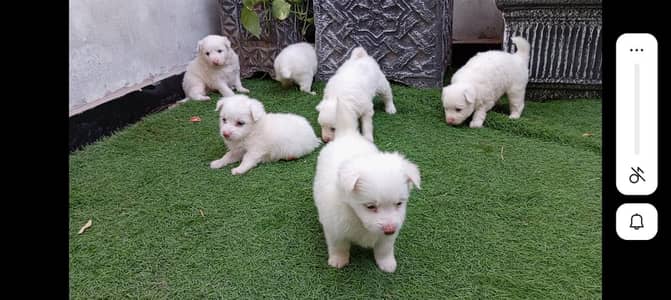 Russian puppy long cot
