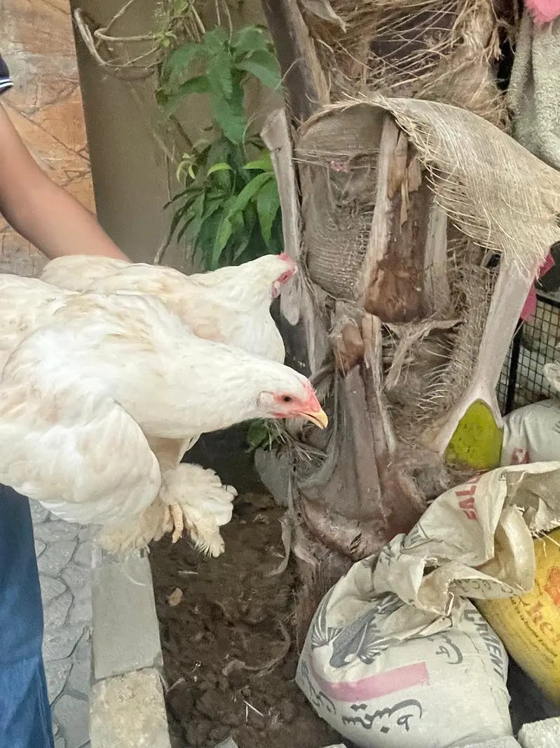 white puff chicks and hens — photo 2