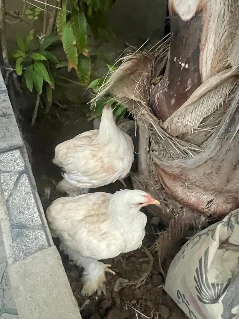 white puff chicks and hens — photo 3