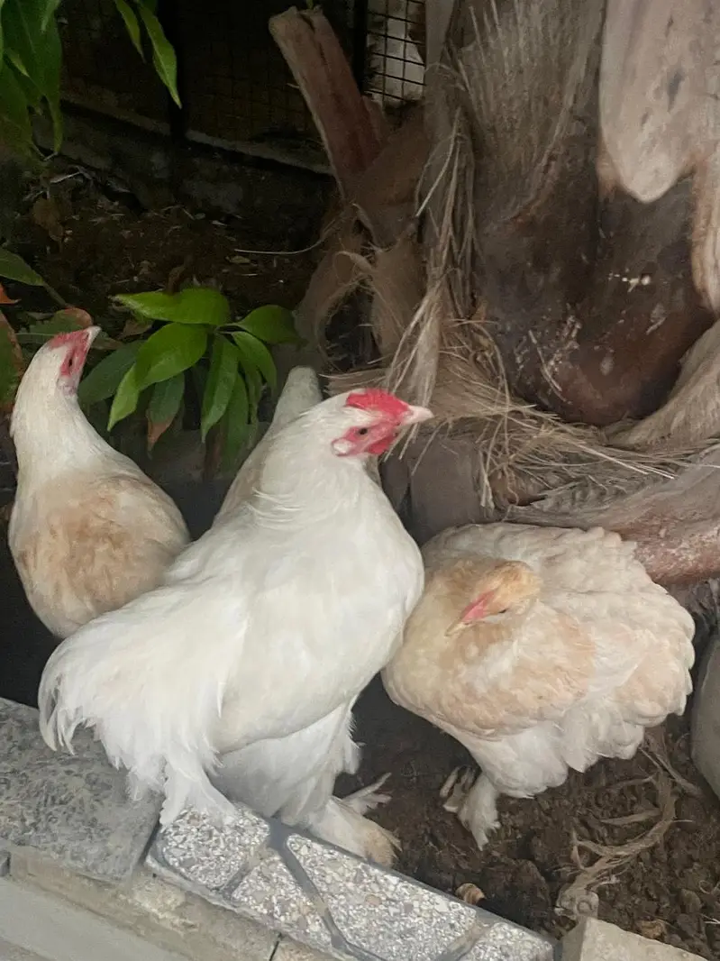 white puff chicks and hens — photo 4