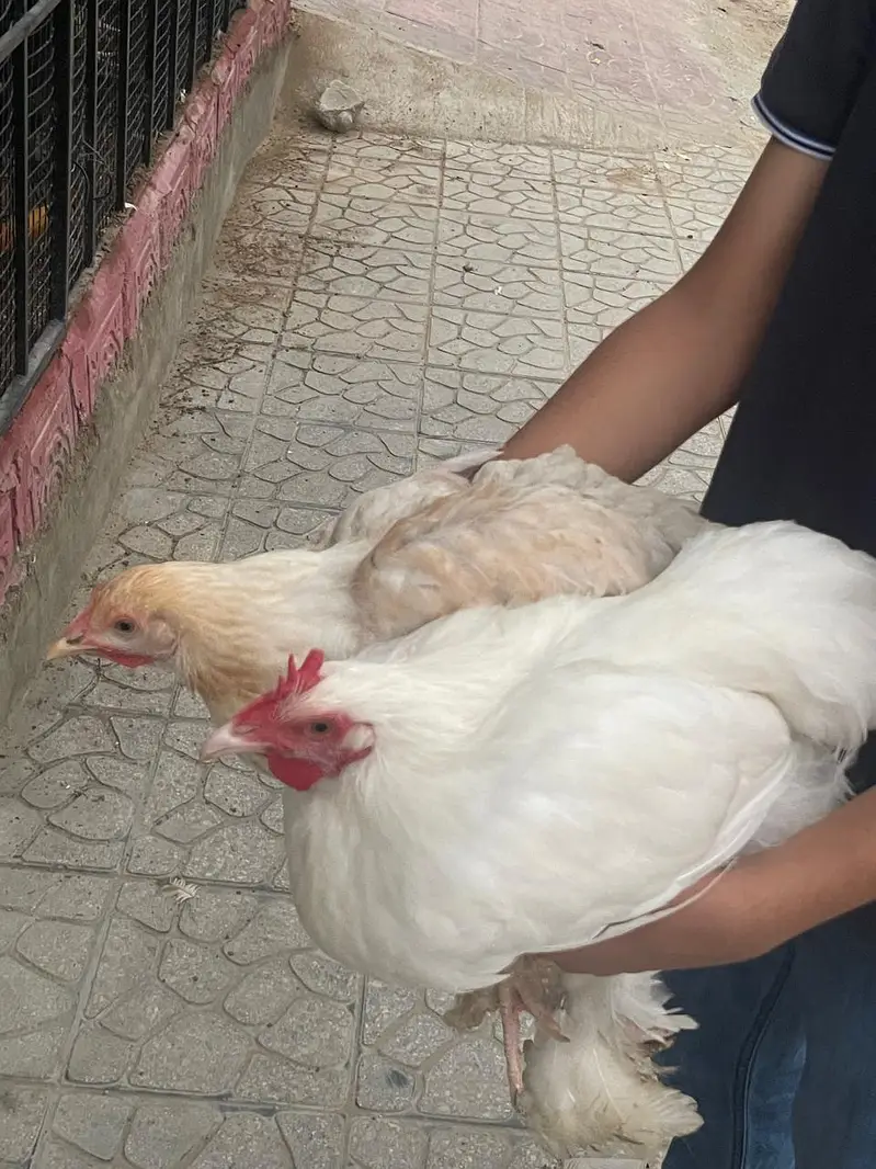 white puff chicks and hens — photo 7