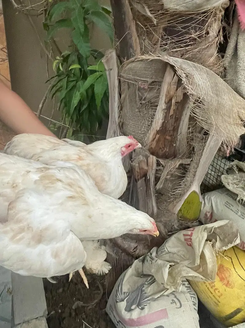white puff chicks and hens — photo 8