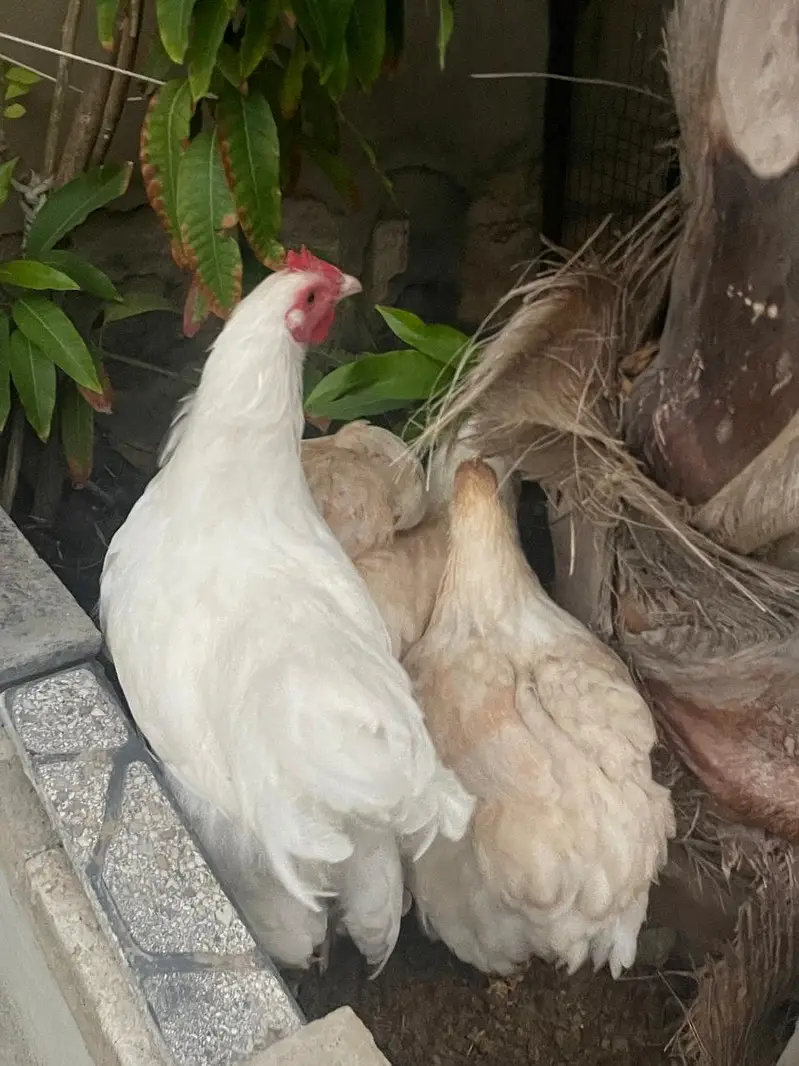 white puff chicks and hens — photo 9