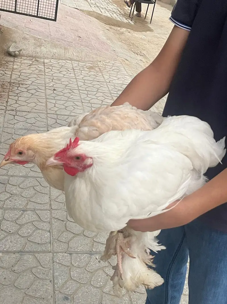 white puff chicks and hens — photo 10