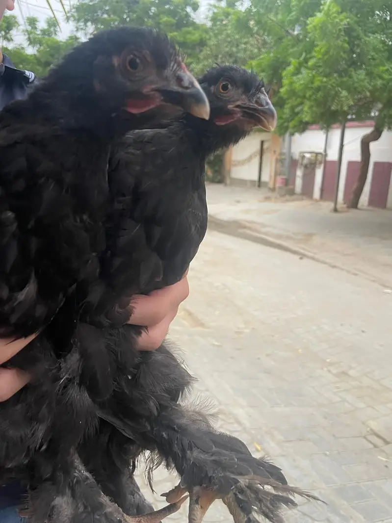 white puff chicks and hens — photo 11