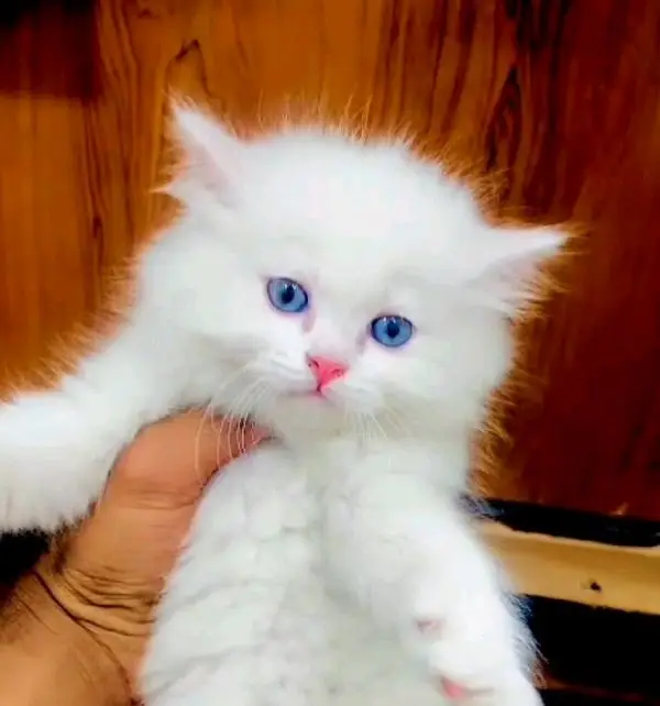 pure Parisian triple coted kitten for sale — photo 2