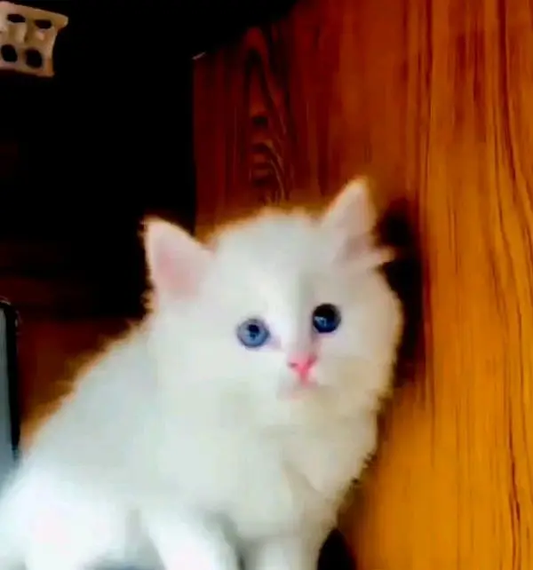 pure Parisian triple coted kitten for sale — photo 3