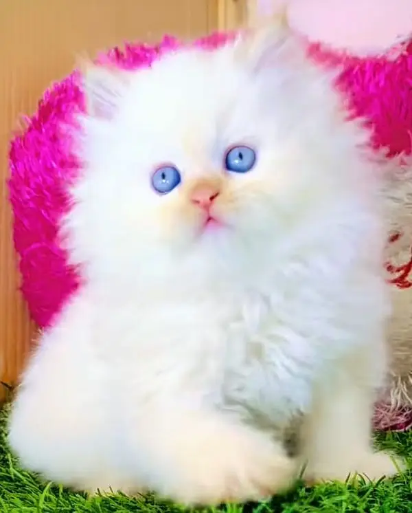 pure Parisian triple coted kitten for sale — photo 4