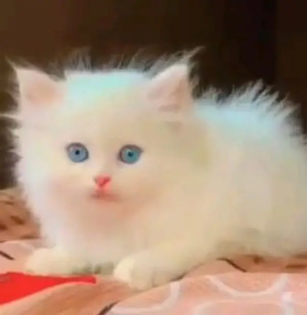 pure Parisian triple coted kitten for sale — photo 6