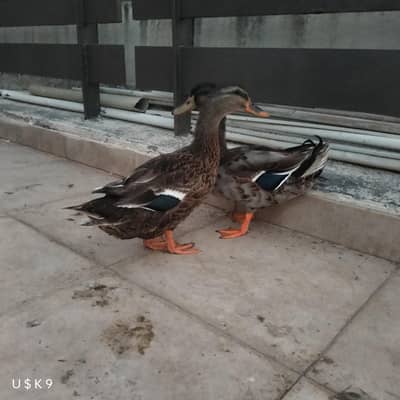 Mallard Duck Pair