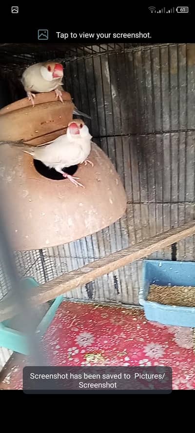 fawn java breeder pair for sell