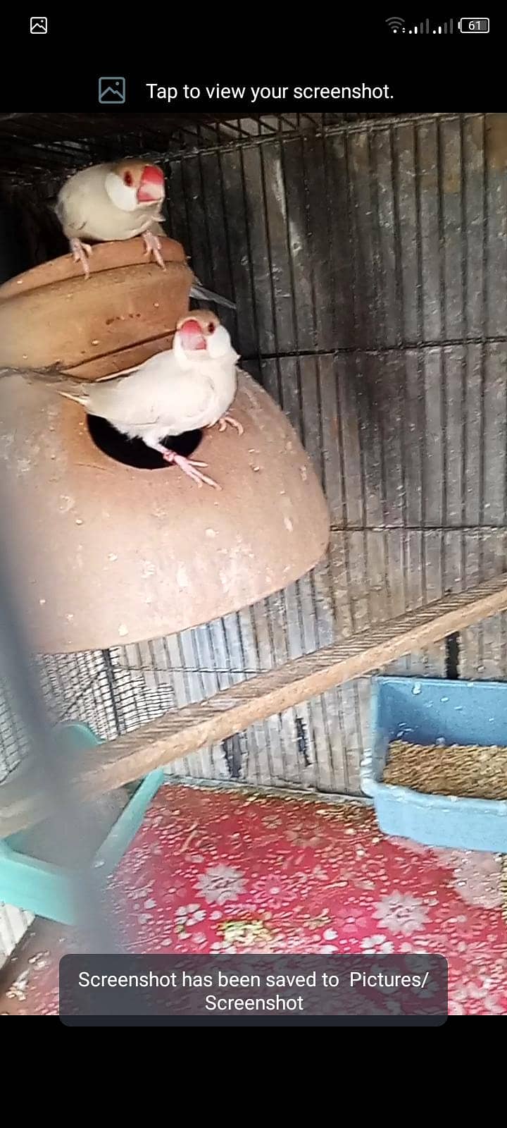 fawn java breeder pair for sell 0