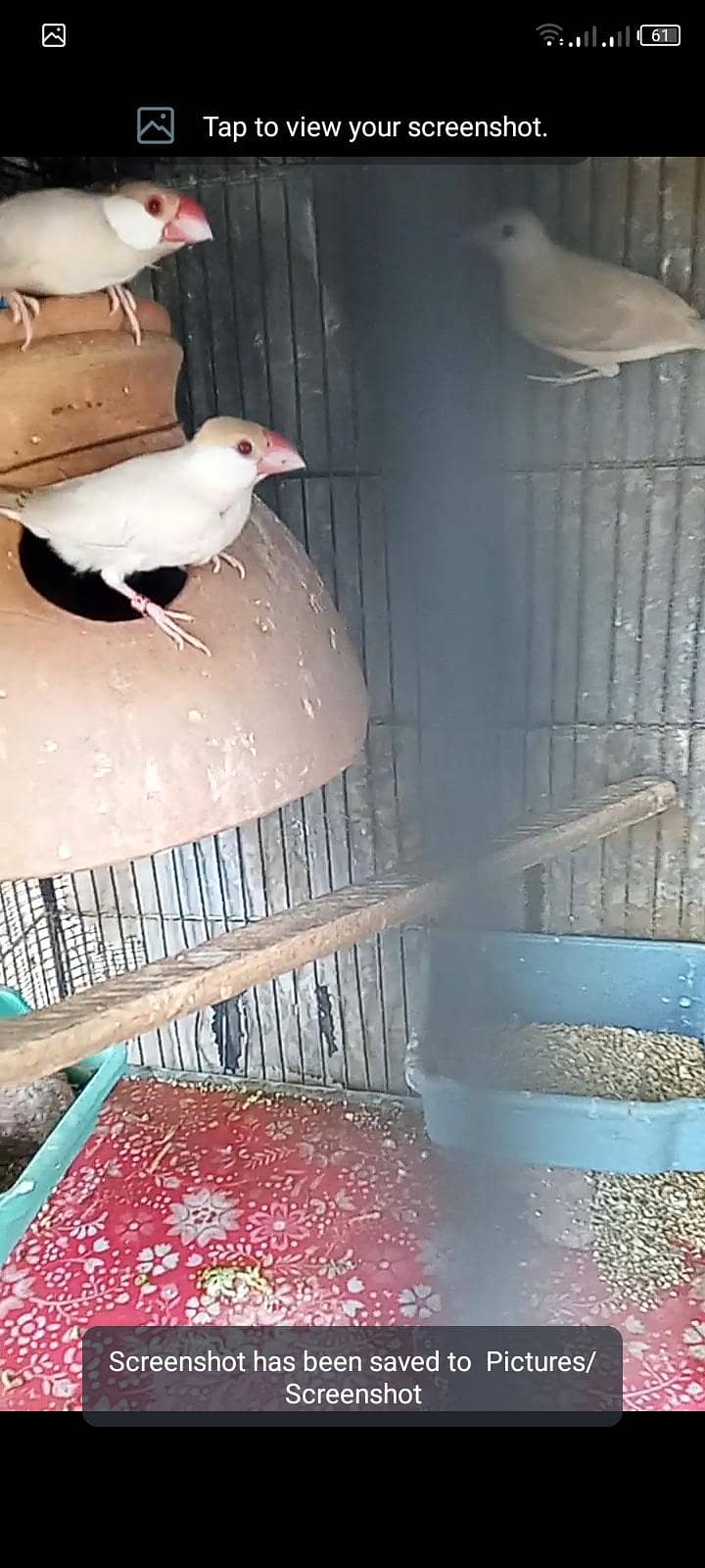 fawn java breeder pair for sell 1