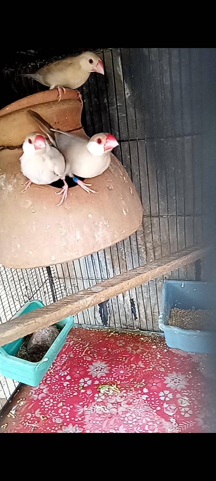 fawn java breeder pair for sell 2