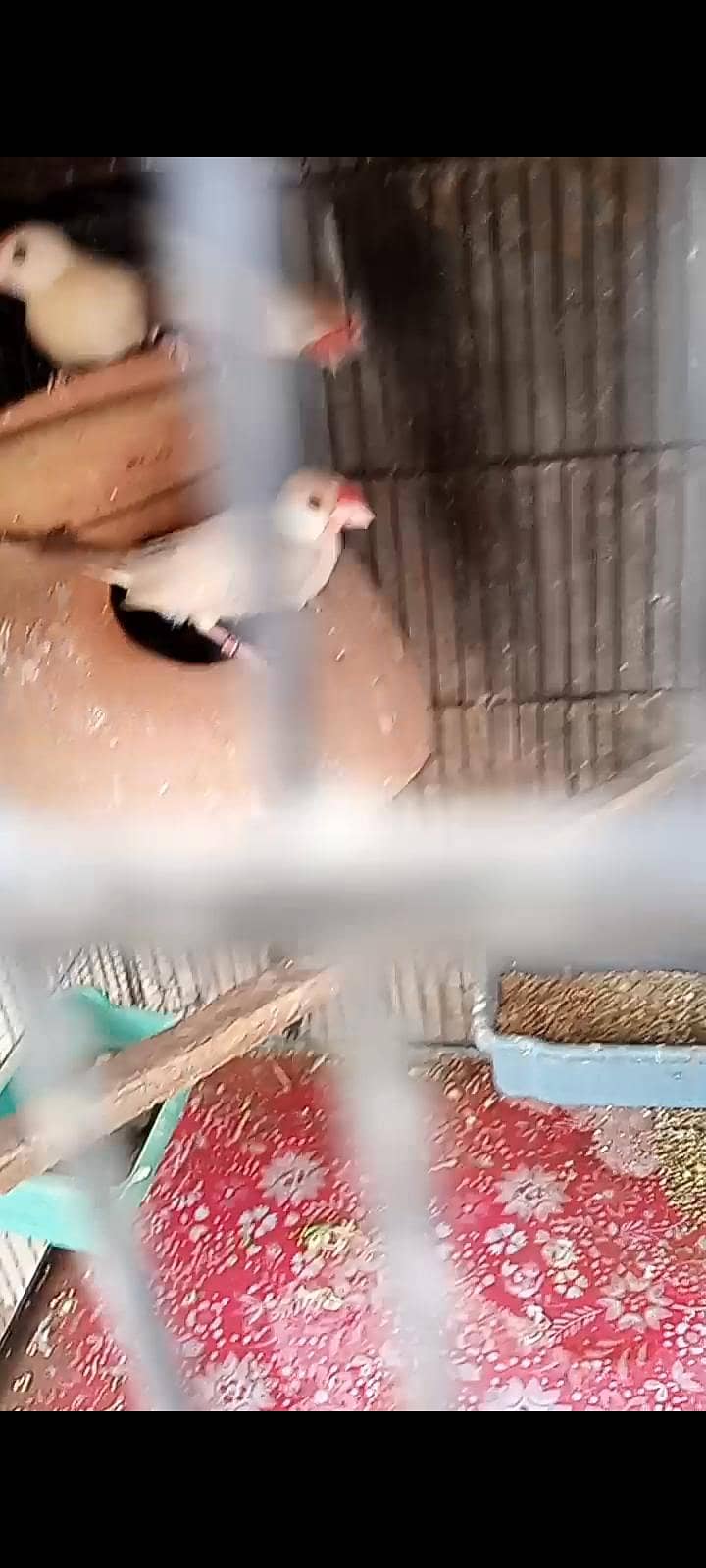 fawn java breeder pair for sell 3