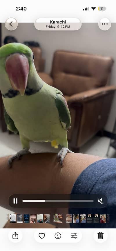 pahari parrot with cage