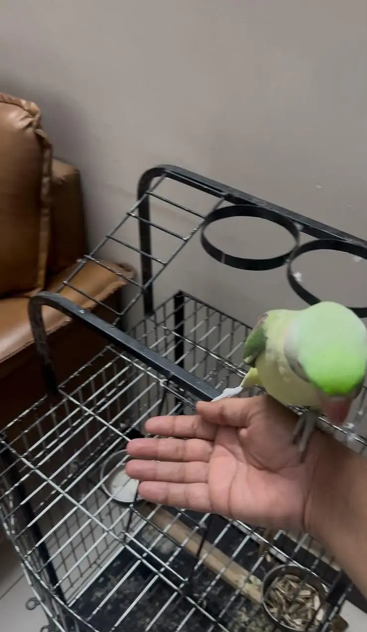 pahari parrot with cage — photo 2