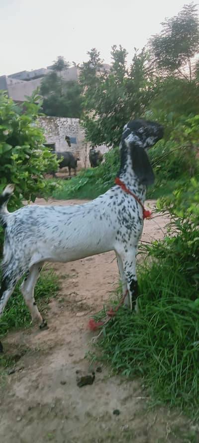 ​Healthy Goats for Sale / Sehatmand Bakray Sale Ke Liye
