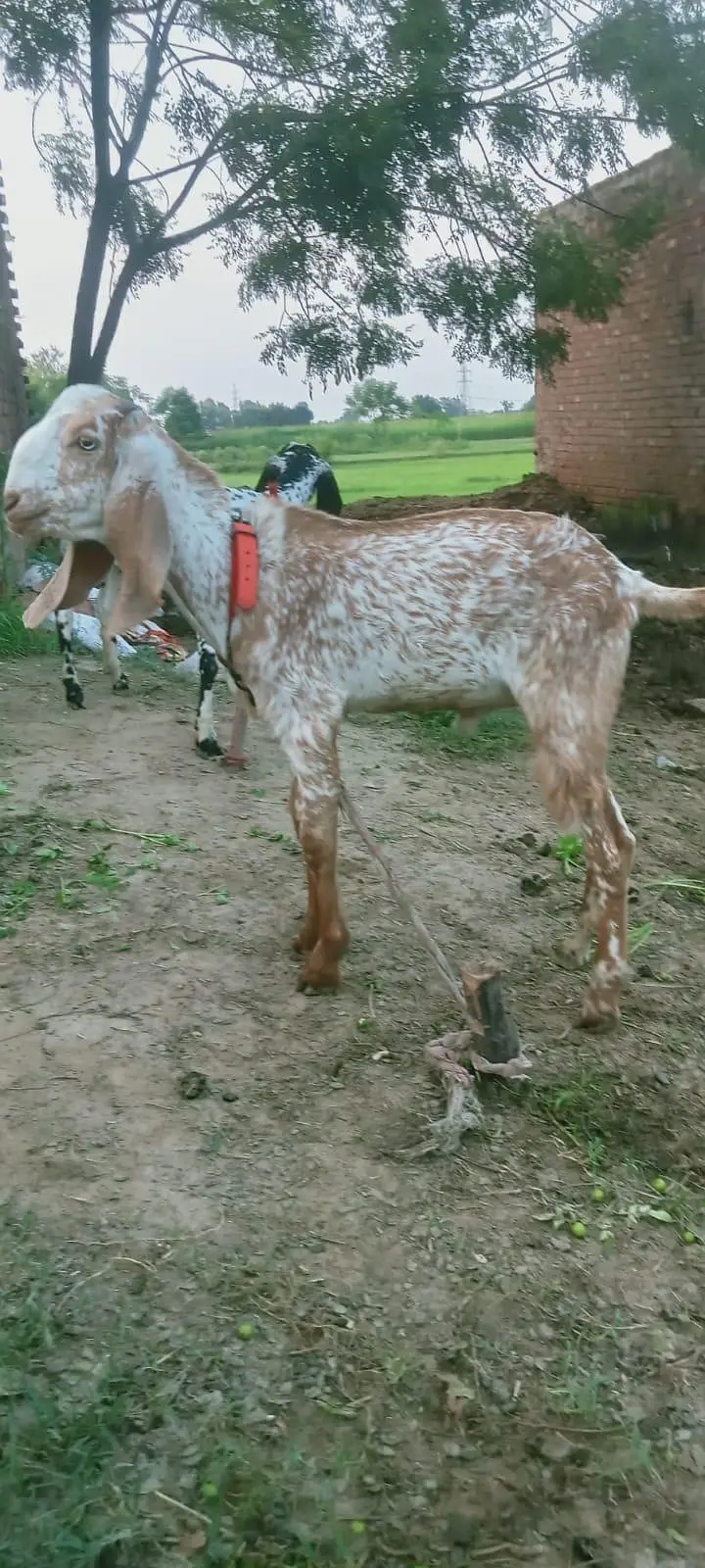 ​Healthy Goats for Sale / Sehatmand Bakray Sale Ke Liye — photo 2