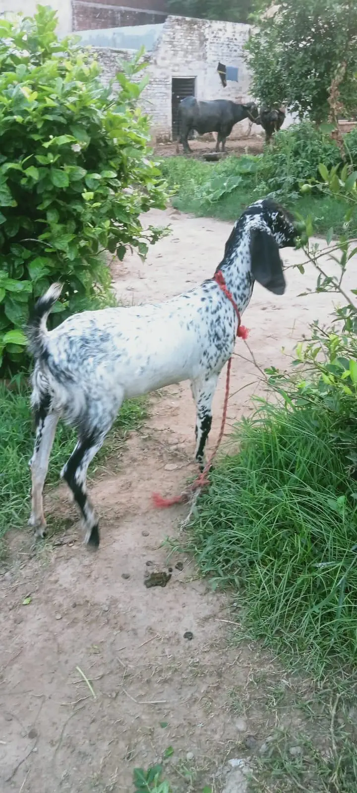 ​Healthy Goats for Sale / Sehatmand Bakray Sale Ke Liye — photo 3