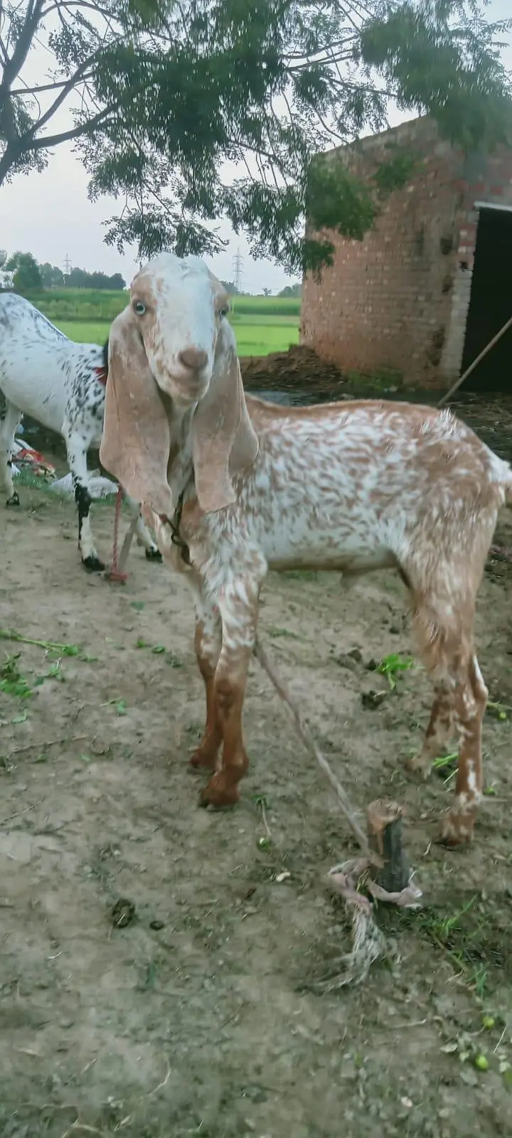 ​Healthy Goats for Sale / Sehatmand Bakray Sale Ke Liye — photo 4