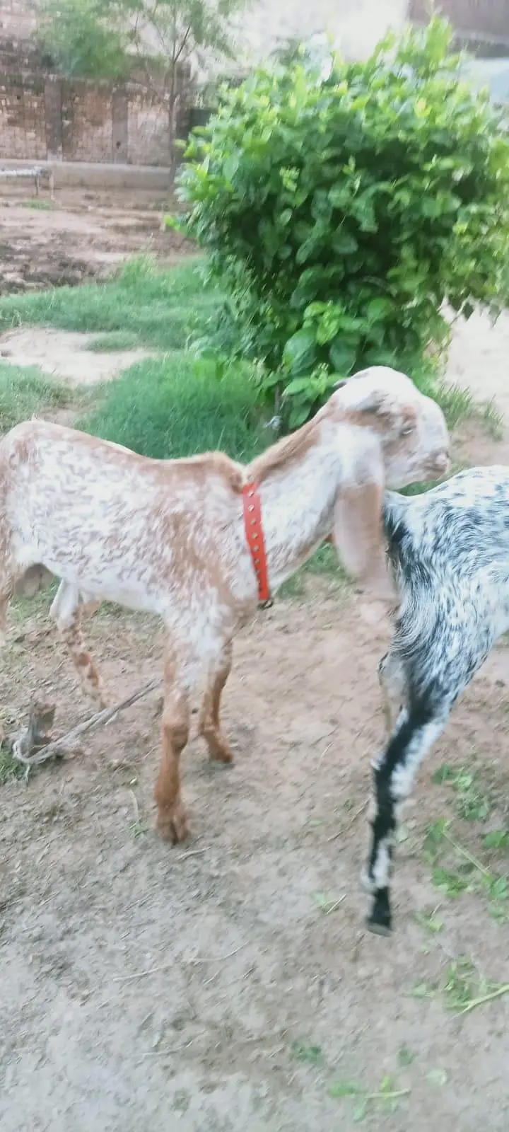 ​Healthy Goats for Sale / Sehatmand Bakray Sale Ke Liye — photo 5