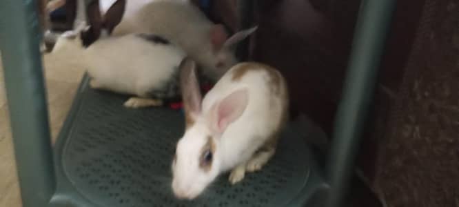 rabbit