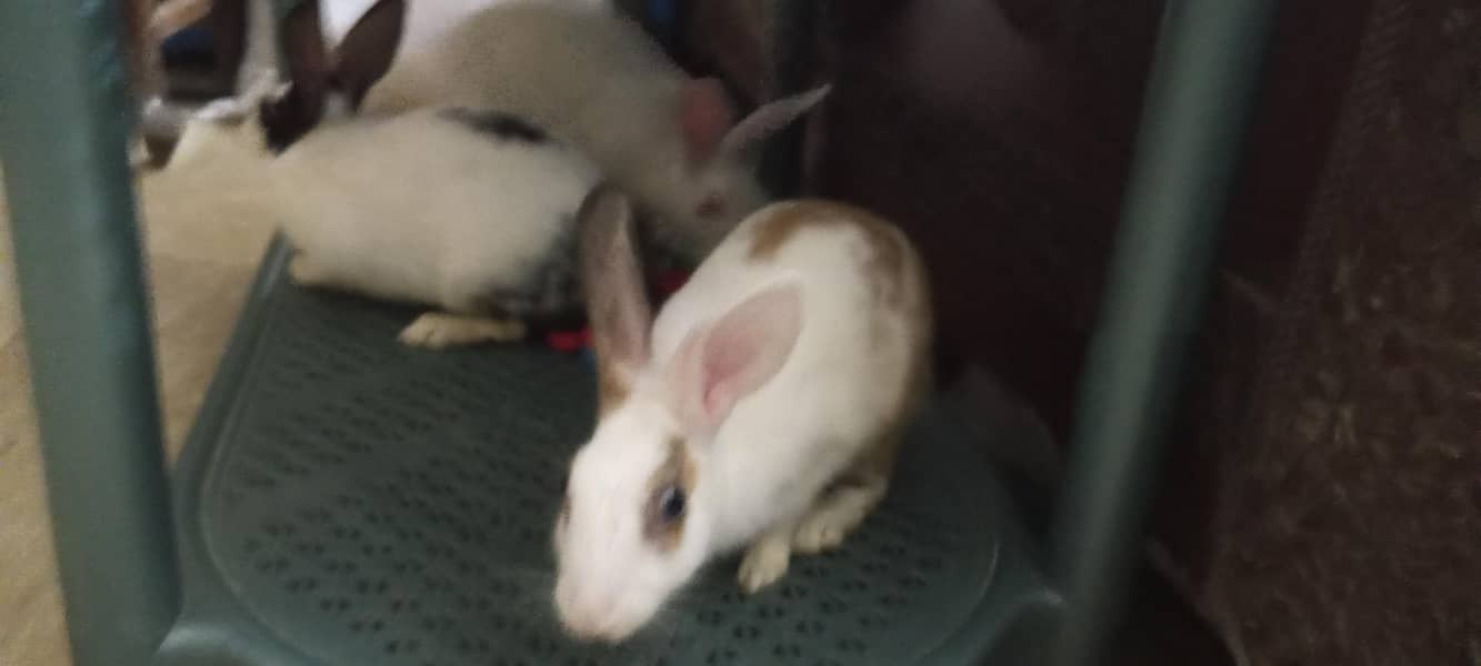 rabbit 0
