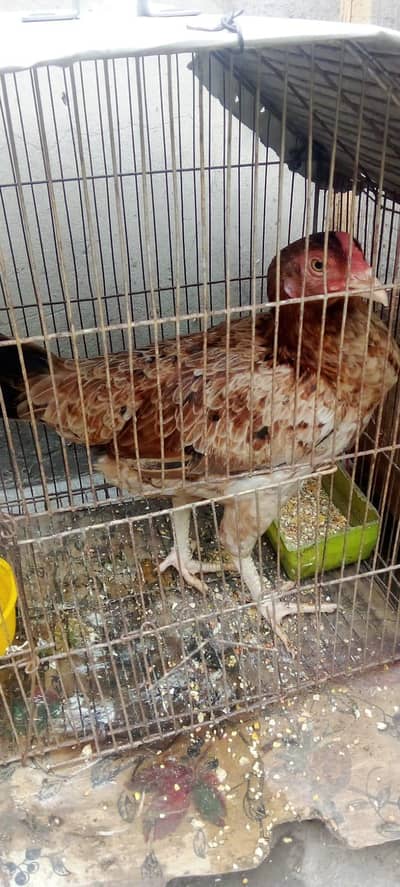 hen for sale