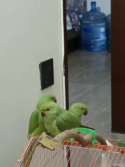 Parrot Ringneck