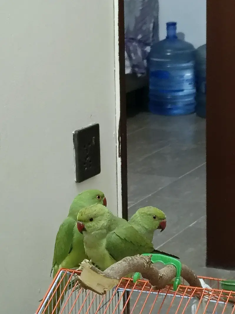 Parrot Ringneck — photo 2