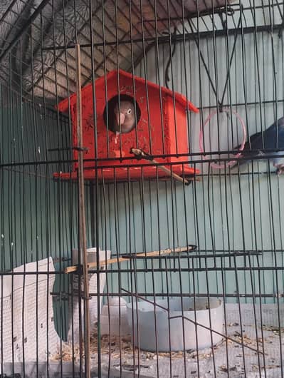 Love Bird