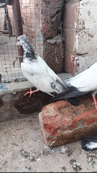 Parvazi Bachay for sale jis Bhai na lenay hay contact karay