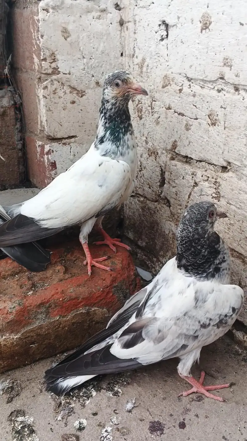 Parvazi Bachay for sale jis Bhai na lenay hay contact karay — photo 2