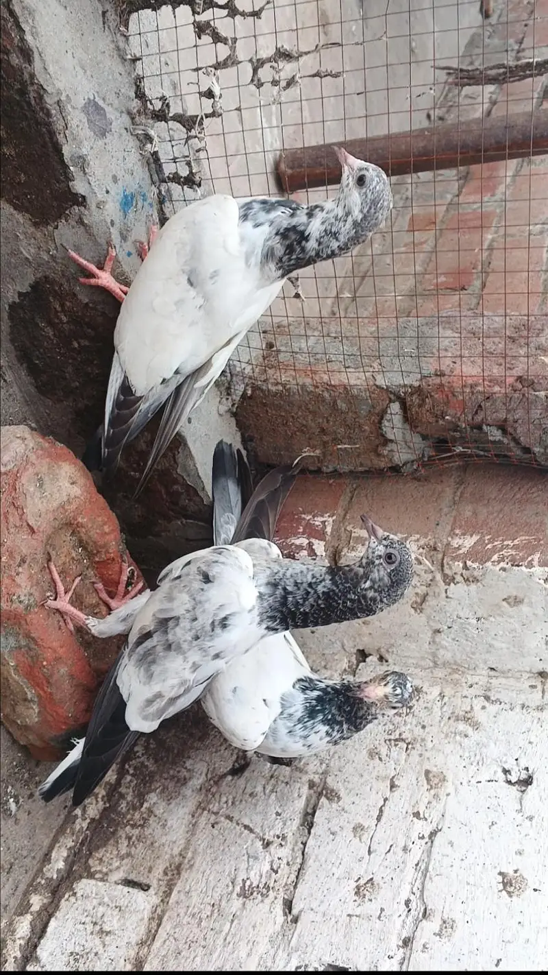 Parvazi Bachay for sale jis Bhai na lenay hay contact karay — photo 3