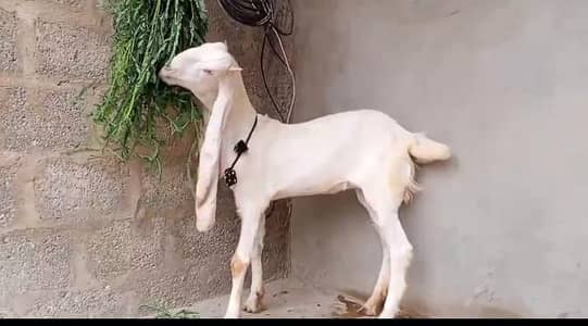 pure gulabi bakri